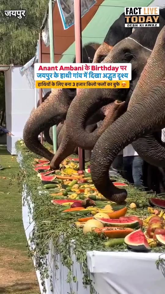 Anant Ambani के Birthday पर जयपुर के हाथी गांव में दिखा अद्भुत दृश्य 
हाथियों के…