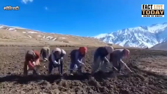 स्पीति घाटी में खेतों में बिजाई के दौरान समूह में पारंपरिक लोकगीत गाती हुई महिला…
